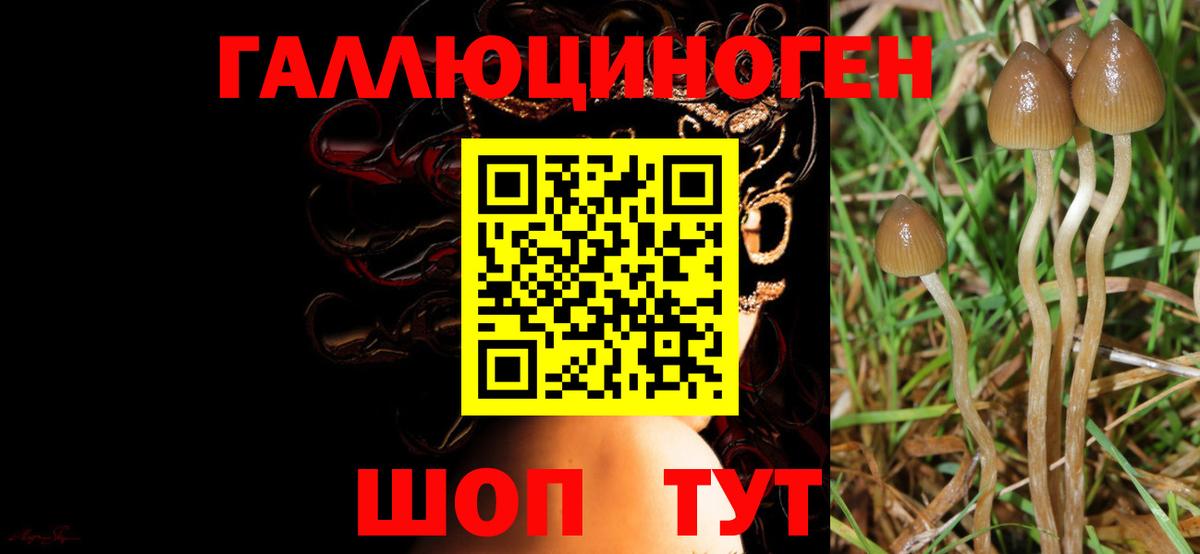 Кудымкар  Галлюциногенные грибы мицелий  Вход с VPN  Псилоцибиновые грибы GOLDEN TEACHER 